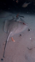 Diver Encounters an Injured Stingray Resting Underneath a Pier
