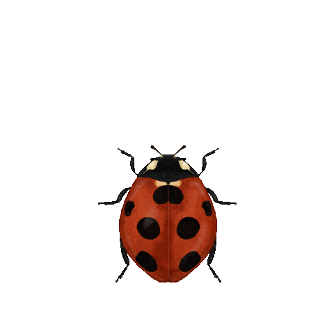 r_davie giphyupload bug ladybug ladybird Sticker