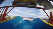 GIF by Dolphin Discovery