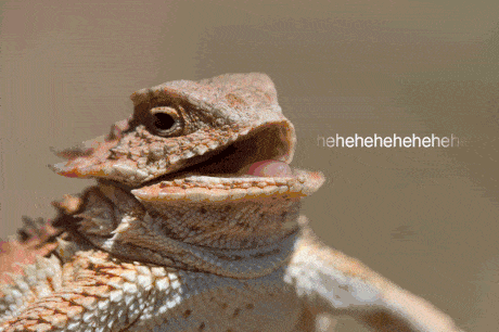 hehehehehe GIF