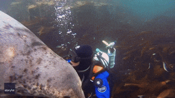 Seal Holds Hands With Diver While Tickling His Face With Whiskers