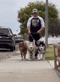 Panda Huskies GIF by Mike O'Hearn