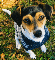 Happy Loop GIF by GIFnosis