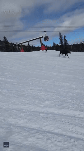 Moose 'Chases' Skiers Down Ski Slope