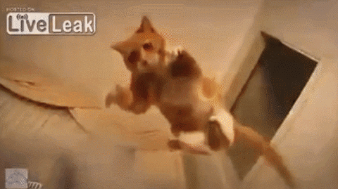 cat attack GIF