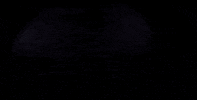 Grizzly Bear Sport GIF by Seattle Sounders