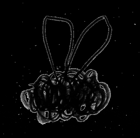 kazland giphygifmaker bug 2 GIF