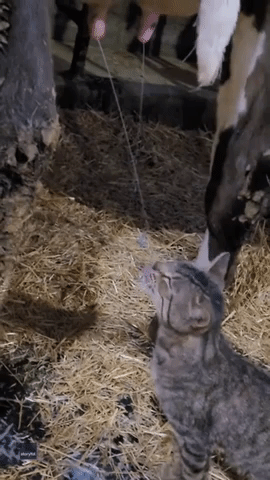 Barn Cat Sneaks Milk From Leaky Dairy Cow
