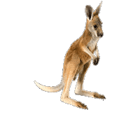 Kangaroo Popcorn Sticker by Studiocanal Germany