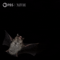 Soar Close Up GIF by Nature on PBS