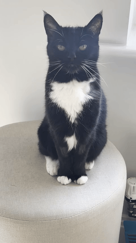 Mollie Miaow