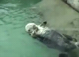 hands otters GIF