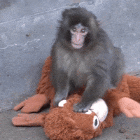 Japan Monkey GIF