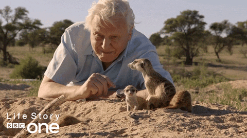 bbc one meerkats GIF by BBC