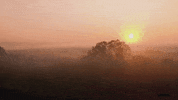 spokeworld orange forest sunrise countryside GIF
