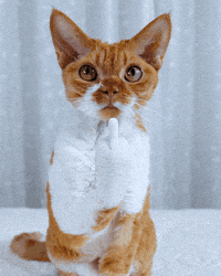 Devon Rex Middle Finger GIF