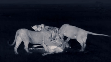 big cat GIF by BBC Earth