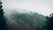 Forest Woods GIF by BuzzFeed