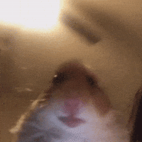 Hamster Vent GIF