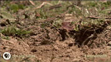 Groundhog Day GIF by Nature on PBS
