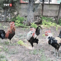 War What GIF by TRT