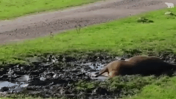 Deer Rolls in Mud to Beat Heat at Scottish Wildlife Park