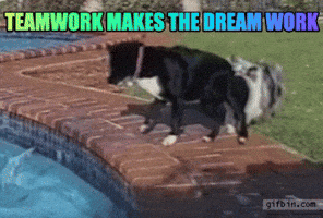 Go Team Dogs GIF by chuber channel
