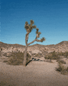 Joshua Tree 3D GIF by Tom Windeknecht