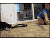 cat flip GIF