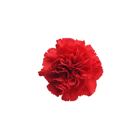 Bounce Jg Sticker by SPÖ Steiermark