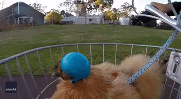 Buffy the Chicken Dons Tiny Helmet to Travel in Owner's Bicycle Basket