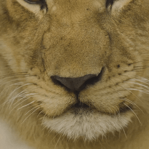 GIF by PBS Digital Studios