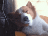 funny dog GIF