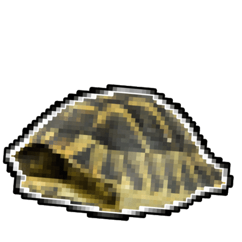 turtle manymini Sticker by MINI Italia