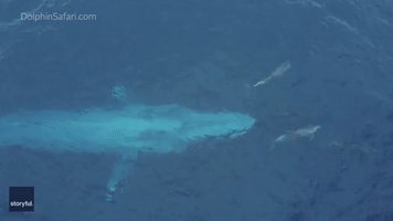 Pod of California Dolphins Swim With Blue Whale in 'Rare' Interaction