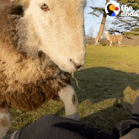 Country Sheep GIF by The Dodo