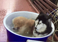 Aww Cute Animals GIF