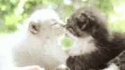 cat kittens GIF