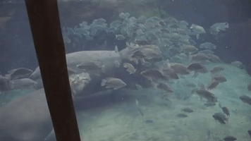 Fiona the Hippo Play Fights With Her Mom at Cincinnati Zoo