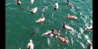 Water Education GIF by DIIMSA Stock