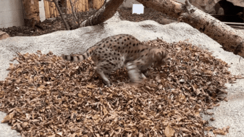 Serval Cat Leaves GIF by Valley Zoo Development Society