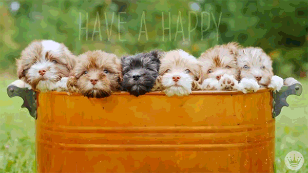 Hallmark Ecards GIF by Hallmark Gold Crown