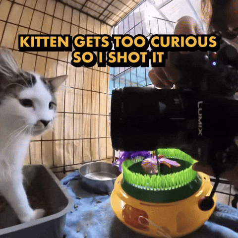 Linziegifs GIF