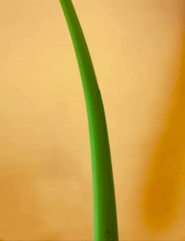 giphyupload GIF
