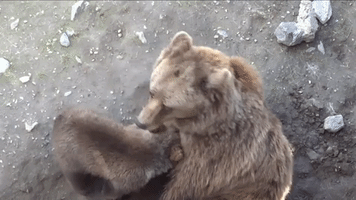Baby Bear Falls Asleep in His Mother's Arms