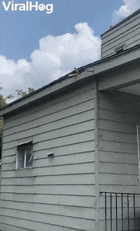 Wild Kitty Naps Under Rooftop GIF by ViralHog