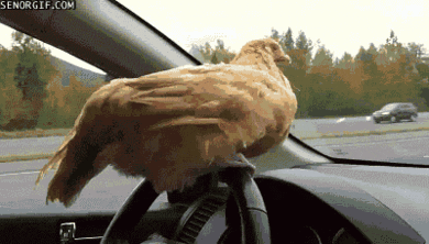 driving GIF