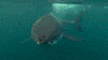 coming discovery channel GIF by Discovery Europe