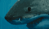 shark GIF