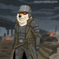 Shiba Inu Dog GIF by Doge Pound